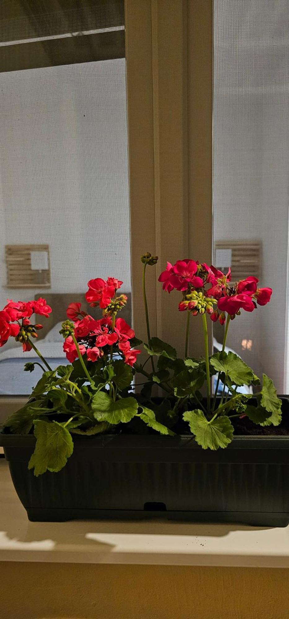 Apartman Pontica Kotor Buitenkant foto
